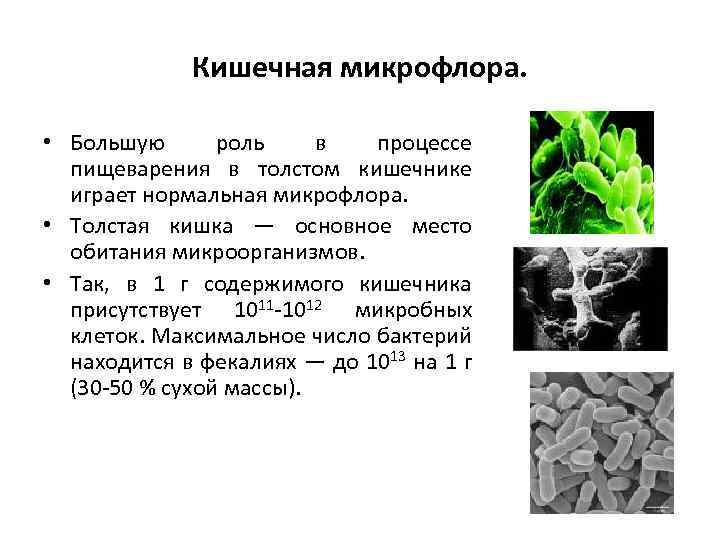 Кишечная микрофлора. • Большую роль в процессе пищеварения в толстом кишечнике играет нормальная микрофлора.