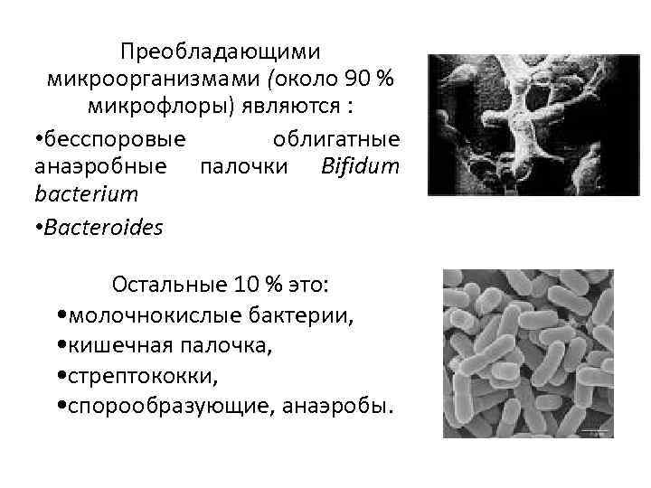 Преобладающими микроорганизмами (около 90 % микрофлоры) являются : • бесспоровые облигатные анаэробные палочки Bifidum