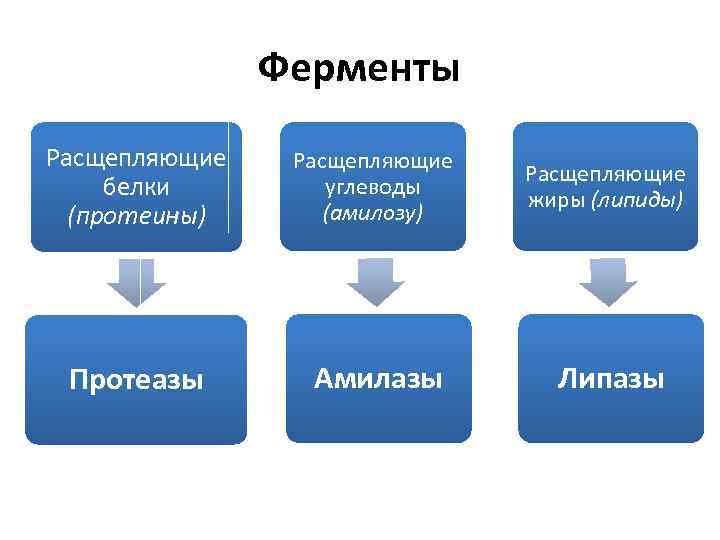 Ферменты Расщепляющие белки (протеины) Расщепляющие углеводы (амилозу) Расщепляющие жиры (липиды) Протеазы Амилазы Липазы 