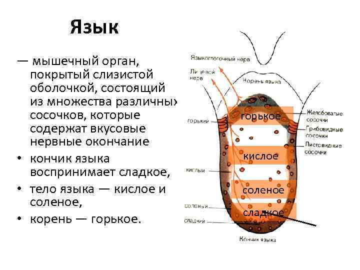 Язык — мышечный орган, покрытый слизистой оболочкой, состоящий из множества различных сосочков, которые содержат