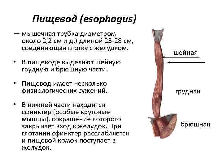 Пищевод человека строение фото где находится