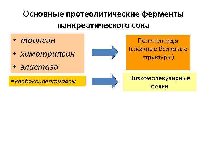 Основные протеолитические ферменты панкреатического сока • трипсин • химотрипсин • эластаза Полипептиды (сложные белковые
