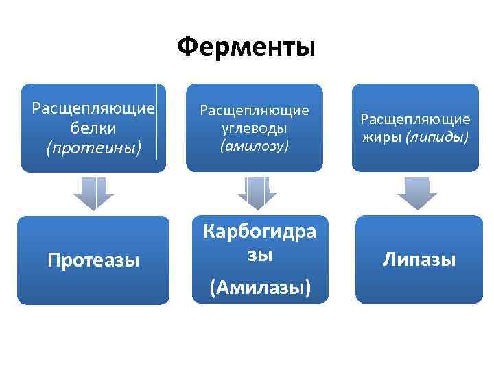 Ферменты Расщепляющие белки (протеины) Протеазы Расщепляющие углеводы (амилозу) Карбогидра зы (Амилазы) Расщепляющие жиры (липиды)