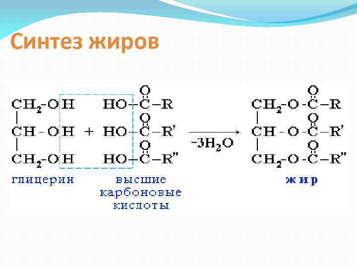 Синтез жиров 