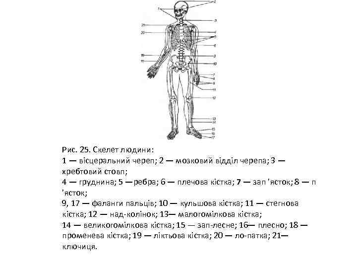Рис. 25. Скелет людини: 1 — вісцеральний череп; 2 — мозковий відділ черепа; 3