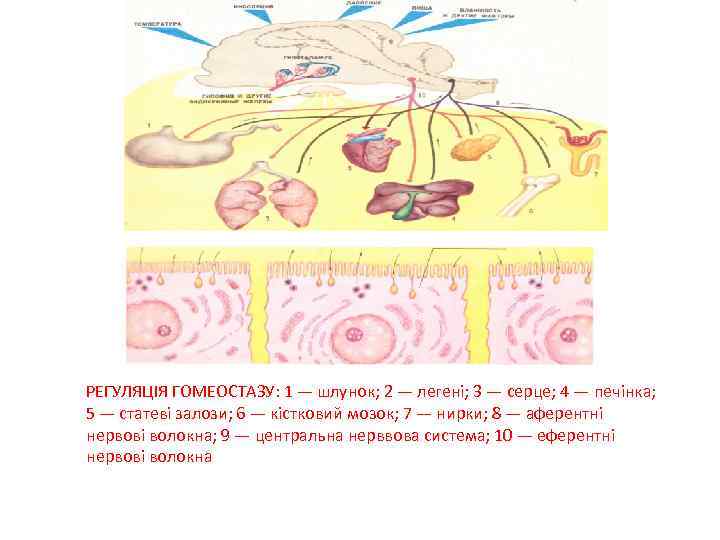 РЕГУЛЯЦІЯ ГОМЕОСТАЗУ: 1 — шлунок; 2 — легені; 3 — серце; 4 — печінка;