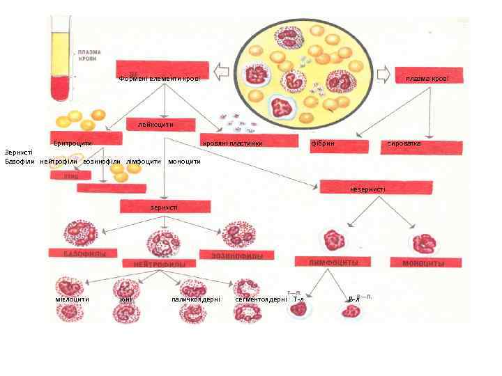 Формені елементи крові плазма крові лейкоцити Еритроцити кровяні пластинки Зернисті Базофіли нейтрофіли еозинофіли лімфоцити