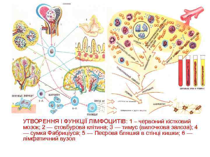 УТВОРЕННЯ І ФУНКЦІЇ ЛІМФОЦИТІВ: 1 – червоний кістковий мозок; 2 — стовбурова клітина; 3