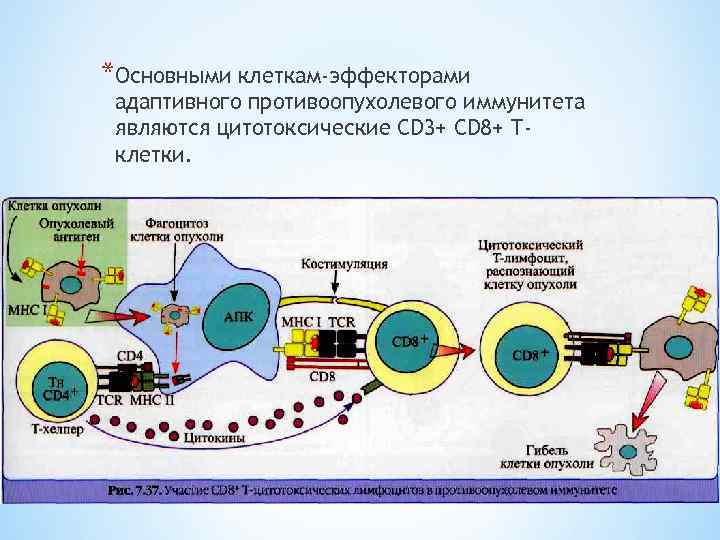 *Основными клеткам-эффекторами адаптивного противоопухолевого иммунитета являются цитотоксические CD 3+ CD 8+ Тклетки. 