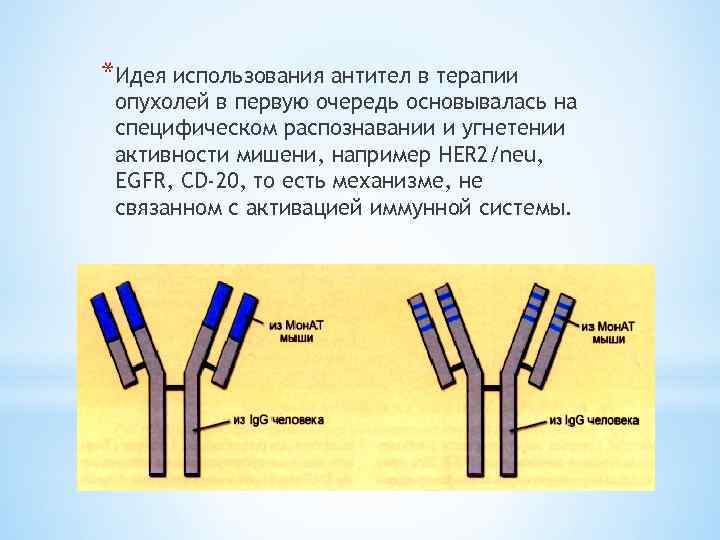 *Идея использования антител в терапии опухолей в первую очередь основывалась на специфическом распознавании и