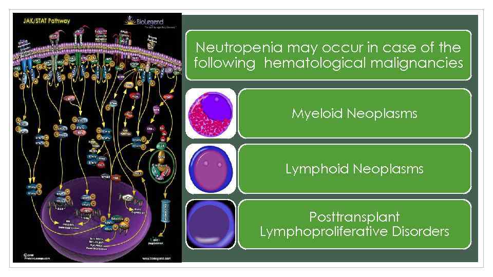 Neutropenia may occur in case of the following hematological malignancies Myeloid Neoplasms Lymphoid Neoplasms