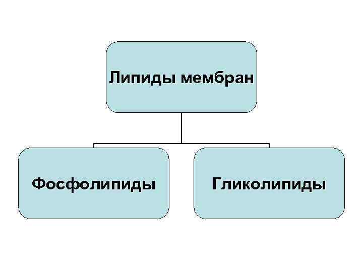 Липиды мембран Фосфолипиды Гликолипиды 