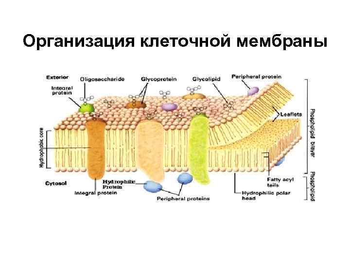 Между структурами клетки