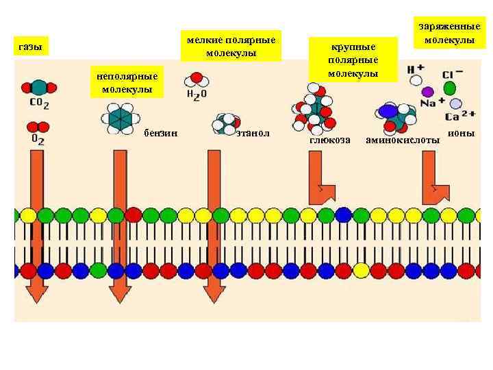 мелкие полярные молекулы газы неполярные молекулы бензин этанол крупные полярные молекулы глюкоза заряженные молекулы
