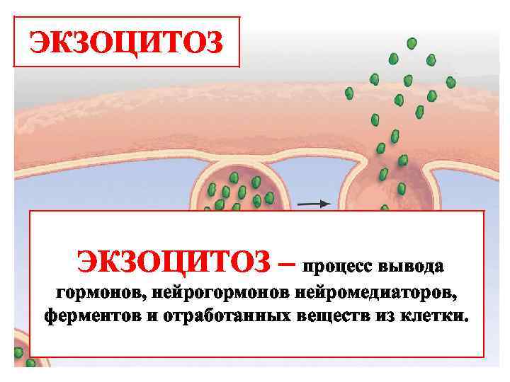 Экзоцитоз осуществляется. Экзоцитоз клеточная мембрана. Экзоцитоз это физиология. Экзоцитоз примеры. Экзоцитоз процесс.