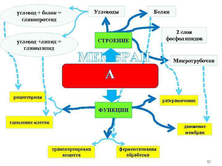 Углеводы углевод + белок = гликопротеид углевод +липид = гликолипид Белки СТРОЕНИЕ МЕМБРАН А