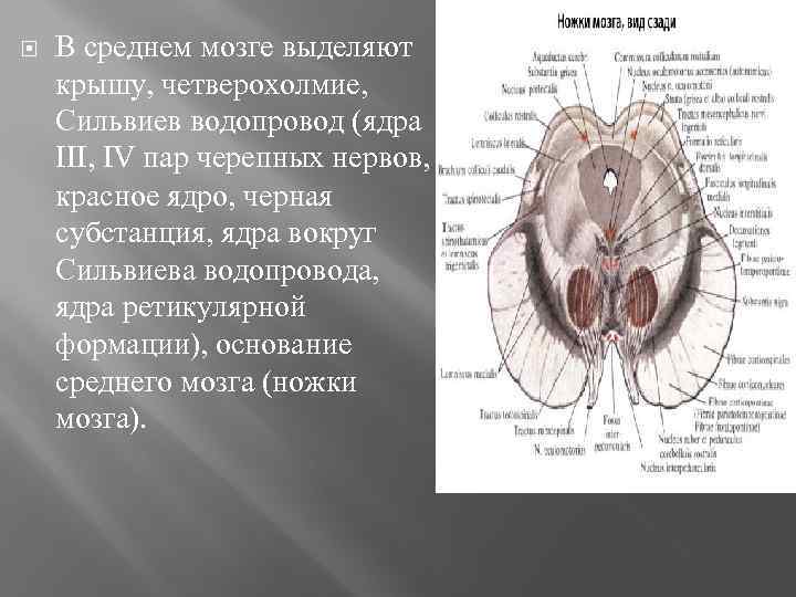  В среднем мозге выделяют крышу, четверохолмие, Сильвиев водопровод (ядра III, IV пар черепных