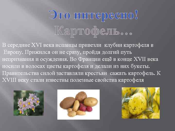 Это интересно! Картофель… В середине XVI века испанцы привезли клубни картофеля в Европу. Прижился