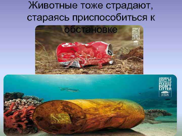 Животные тоже страдают, стараясь приспособиться к обстановке 