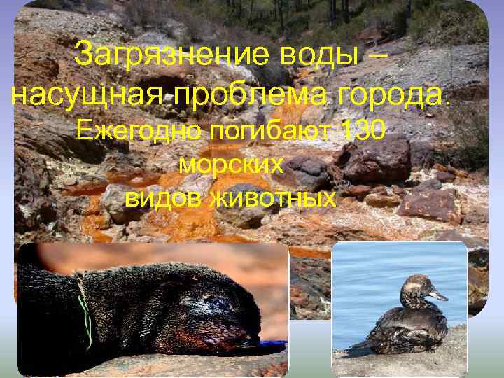 Загрязнение воды – насущная проблема города. Ежегодно погибают 130 морских видов животных 