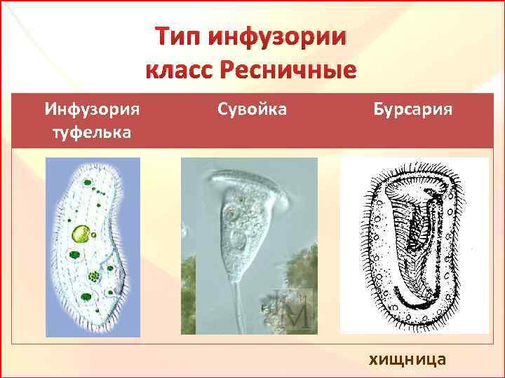 Виды инфузорий картинки