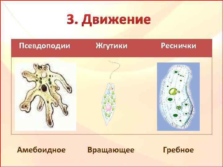 Амебоидное движение. Ложноножки это органы движения. Псевдоподии клетки. Ложноножки жгутики реснички. Псевдоподии у простейших.