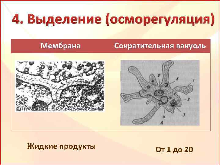 4. Выделение (осморегуляция) Мембрана Жидкие продукты Сократительная вакуоль От 1 до 20 