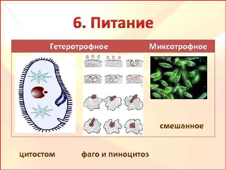 6. Питание Гетеротрофное Миксотрофное смешанное цитостом фаго и пиноцитоз 