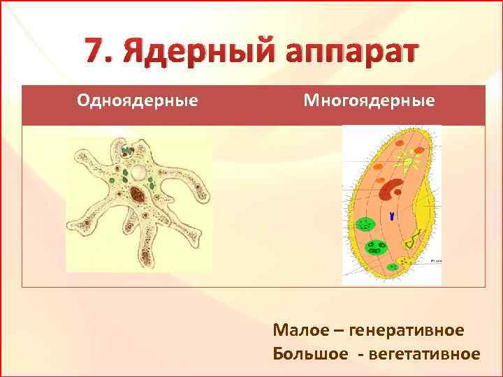 7. Ядерный аппарат Одноядерные Многоядерные Малое – генеративное Большое - вегетативное 