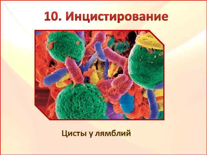 10. Инцистирование Цисты у лямблий 