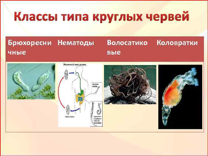 Классы типа круглых червей Брюхоресни Нематоды чные Волосатико вые Коловратки 