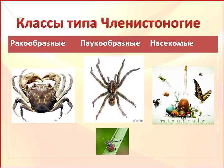 Классы типа Членистоногие Ракообразные Паукообразные Насекомые 