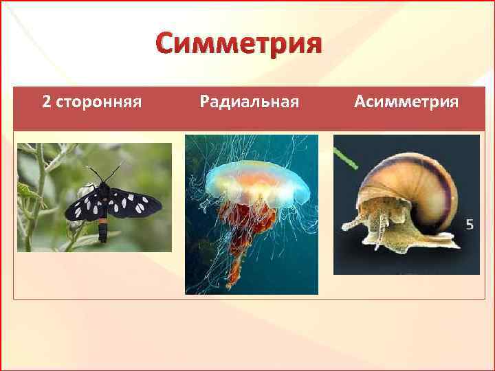 Симметрия 2 сторонняя Радиальная Асимметрия 