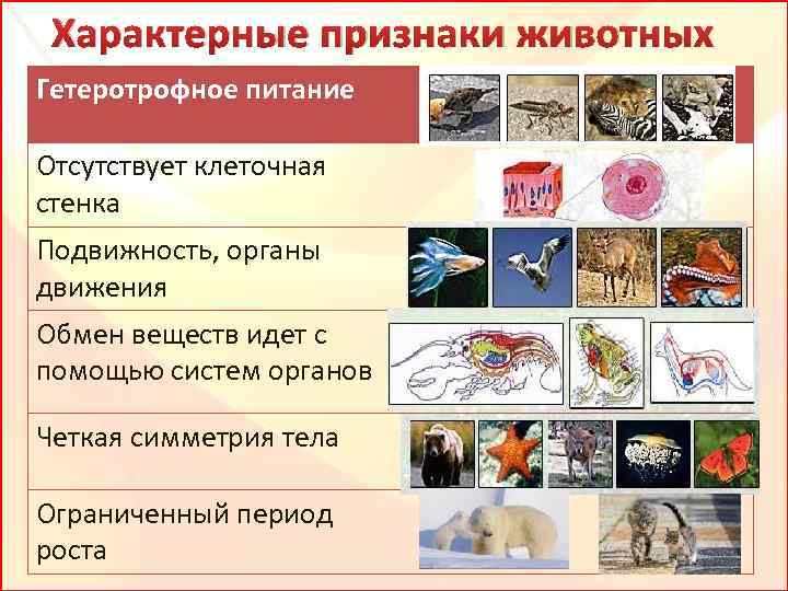 Какие признаки характеризуют биологии. Характерные особенности животных. Признаки животных. Признаки царства животных. Отличительные признаки животных.