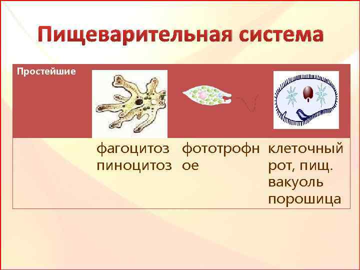 Пищеварительная система Простейшие фагоцитоз фототрофн клеточный пиноцитоз ое рот, пищ. вакуоль порошица 