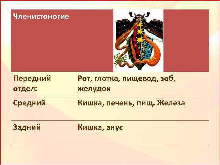 Членистоногие Передний отдел: Рот, глотка, пищевод, зоб, желудок Средний Кишка, печень, пищ. Железа Задний