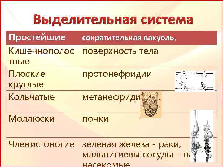 Выделительная система Простейшие сократительная вакуоль, Кишечнополос поверхность тела тные Плоские, протонефридии круглые Кольчатые метанефридии