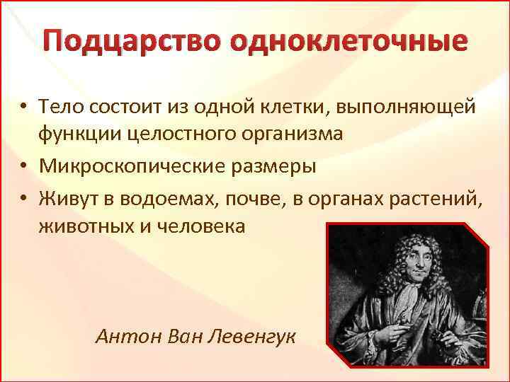 Подцарство одноклеточные • Тело состоит из одной клетки, выполняющей функции целостного организма • Микроскопические