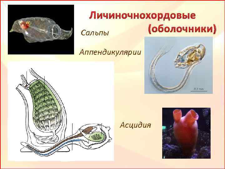 Личиночнохордовые (оболочники) Сальпы Аппендикулярии Асцидия 