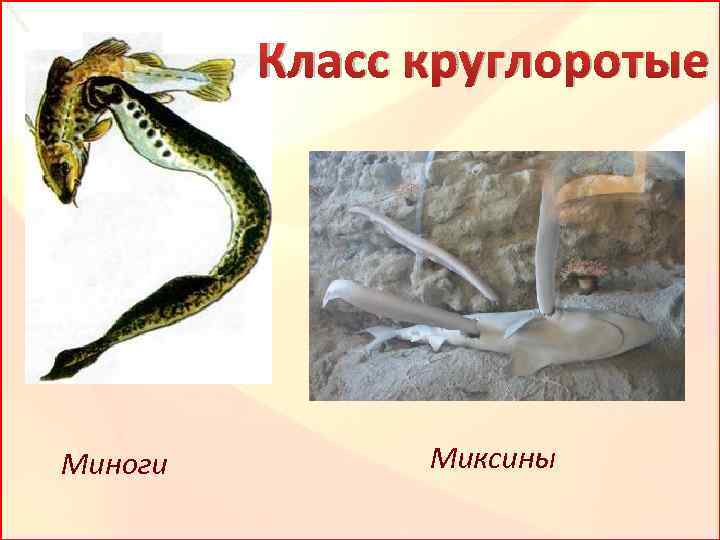 Класс круглоротые Миноги Миксины 