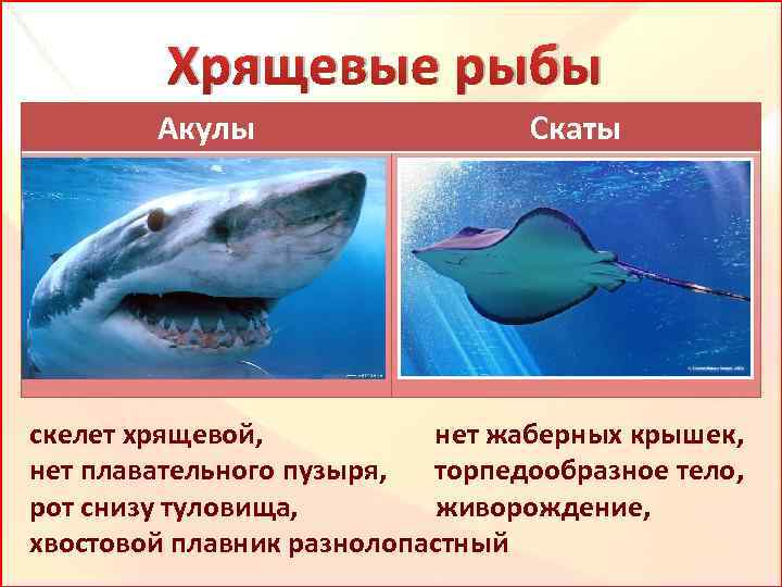 Рот хрящевые рыбы костные рыбы. Хрящевые рыбы торпедообразная. Хрящевые акулы представители. Класс хрящевые рыбы рыбы. Хрящевые рыбы акулы.
