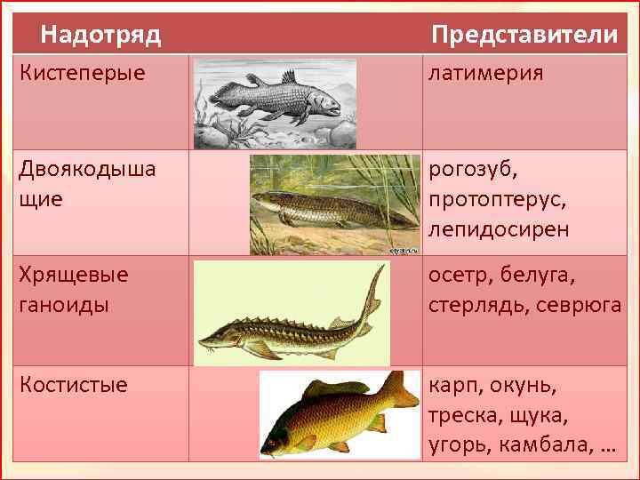 Класс признаки и представители рыбы таблица. Костные рыбы двоякодышащие. Представители подкласса кистеперые. Подкласс кистеперые рыбы представители. Хрящевые ганоиды.