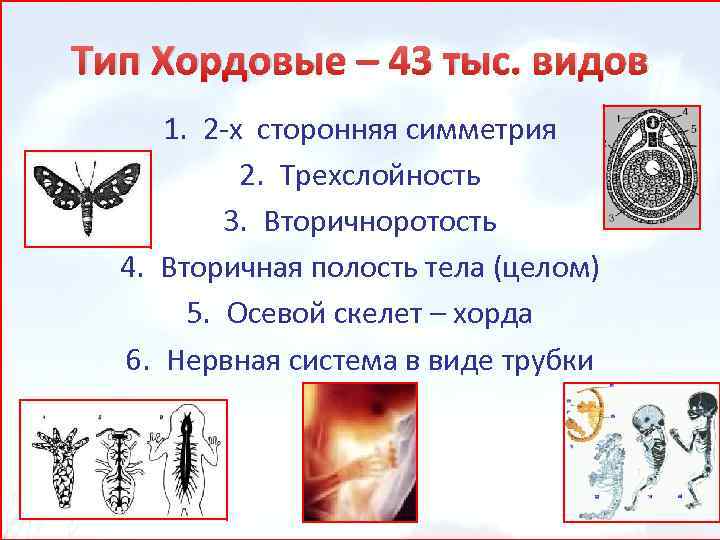 Тип Хордовые – 43 тыс. видов 1. 2 -х сторонняя симметрия 2. Трехслойность 3.