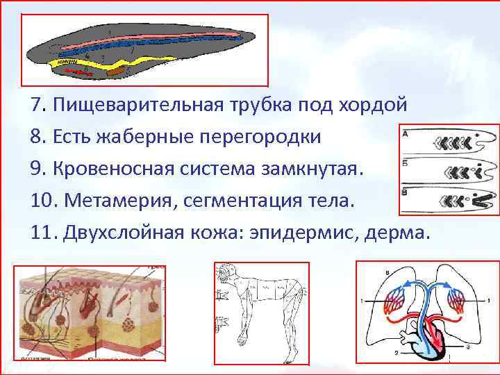 7. Пищеварительная трубка под хордой 8. Есть жаберные перегородки 9. Кровеносная система замкнутая. 10.