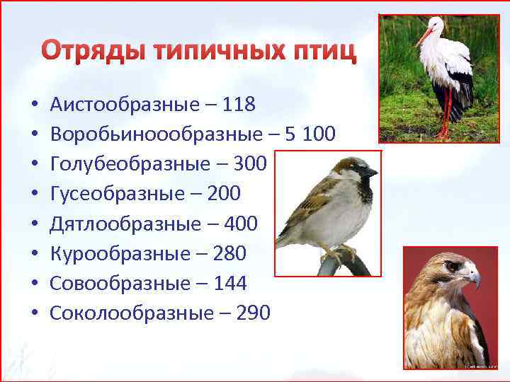 Воробьинообразные птицы таблица. Отряды типичных птиц. Надотряд типичные птицы представители. Классификация килегрудых птиц. Класс птицы систематика.