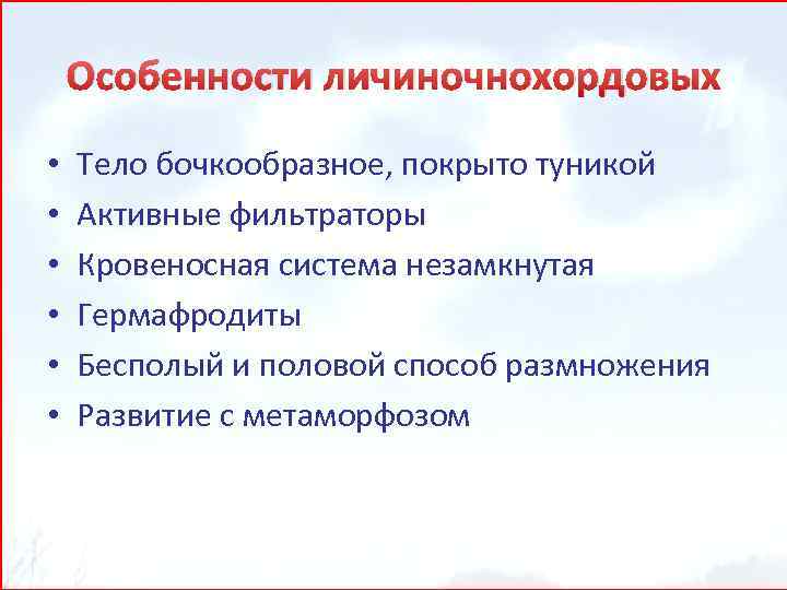 Особенности личиночнохордовых • • • Тело бочкообразное, покрыто туникой Активные фильтраторы Кровеносная система незамкнутая