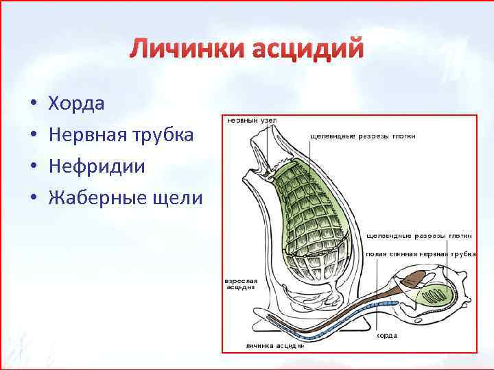 Строение асцидии схема