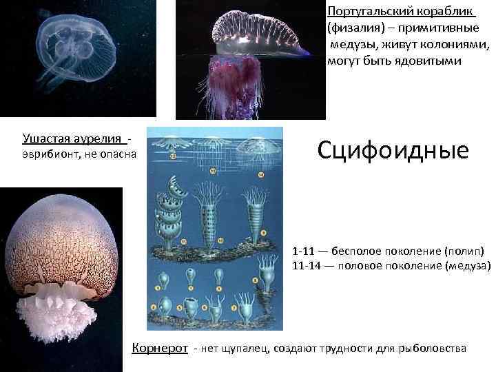 Образ жизни полипы и медузы