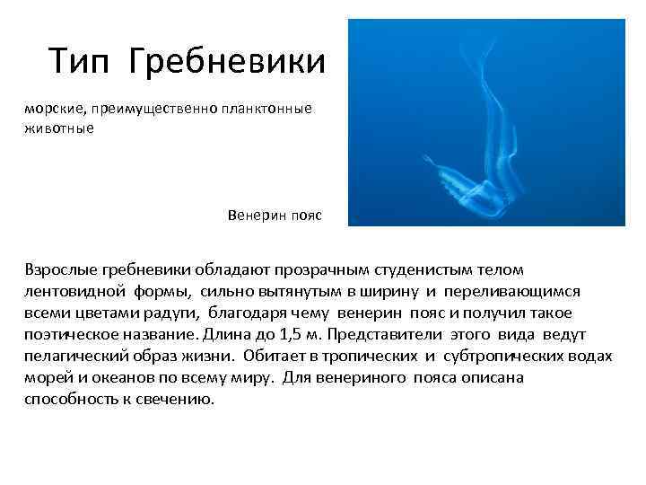 Тип Гребневики морские, преимущественно планктонные животные Венерин пояс Взрослые гребневики обладают прозрачным студенистым телом