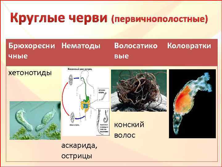 Круглые черви (первичнополостные) Брюхоресни Нематоды чные Волосатико вые хетонотиды аскарида, острицы конский волос Коловратки